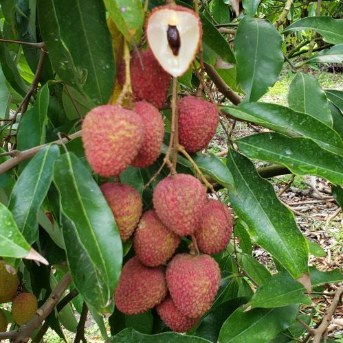 Fruit Variety Picture